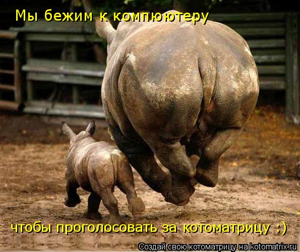 Котоматрица: Мы бежим к компюютеру чтобы проголосовать за котоматрицу :)