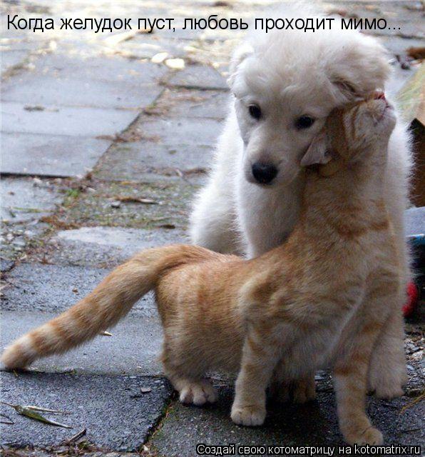 Котоматрица: Когда желудок пуст, любовь проходит мимо...