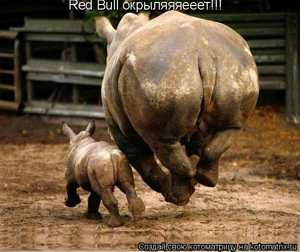 Red Bull окрыляяяееет!!!... Котоматрица: Red Bull окрыляяяееет!!!