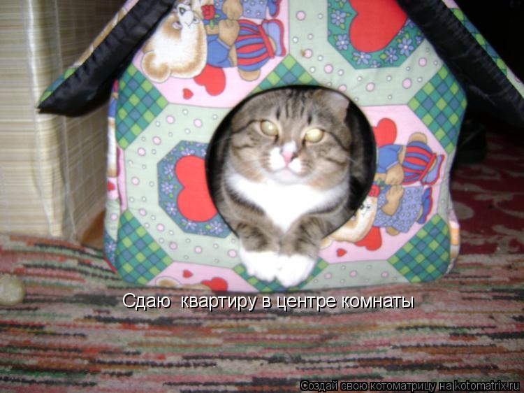 Сдаю квартиру в центре комнаты... Котоматрица: Сдаю квартиру в центре комнаты