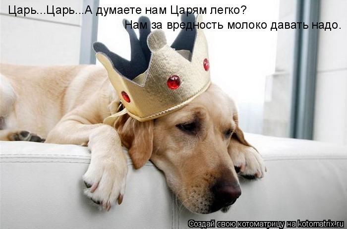 Царь...Царь...А думаете нам Царям легко? Нам за вредность молоко давать надо.... Котоматрица: Царь...Царь...А думаете нам Царям легко? Нам за вредность молоко давать надо.