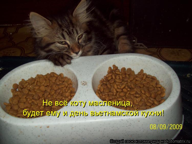 Не всё коту масленица, будет ему и день вьетнамской кухни!... Котоматрица: Не всё коту масленица, будет ему и день вьетнамской кухни!