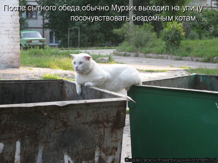Котоматрица: После сытного обеда,обычно Мурзик выходил на улицу посочувствовать бездомным котам....