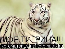 Котоматрица: МОЯ ТИГРИЦА!!!
