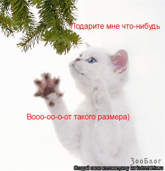 Котоматрица: Подарите мне что-нибудь Вооо-оо-о-от такого размера)
