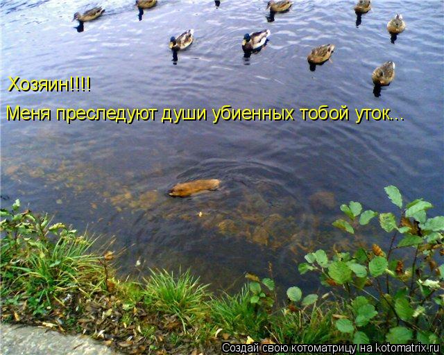 Котоматрица: Хозяин!!!! Меня преследуют души убиенных тобой уток...