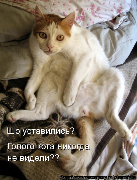 Котоматрица: Шо уставились? Голого кота никогда не видели??