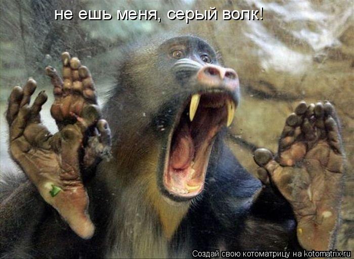 Котоматрица: не ешь меня, серый волк!