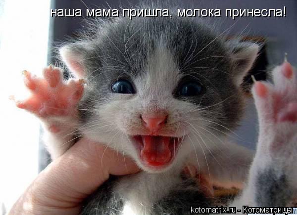 Котоматрица: наша мама пришла, молока принесла!