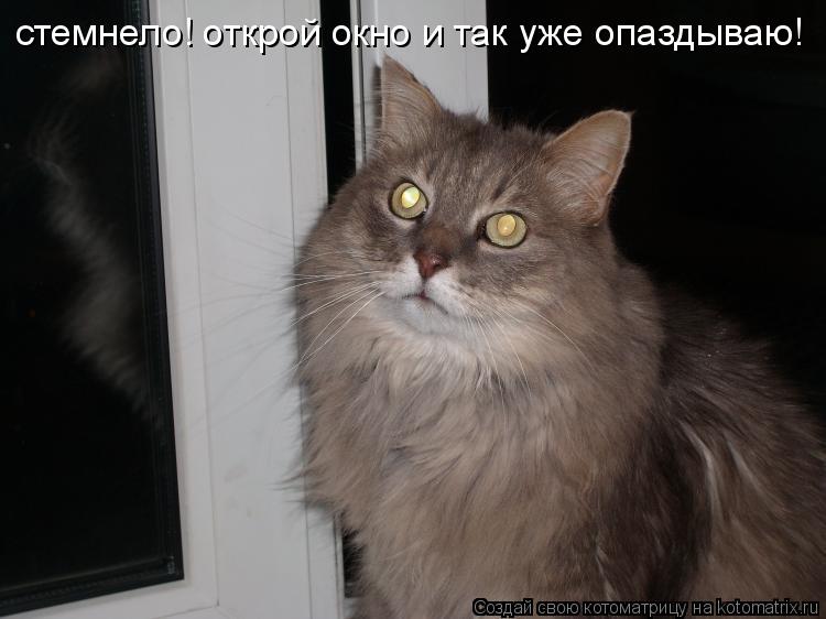 Котоматрица: стемнело! открой окно и так уже опаздываю!