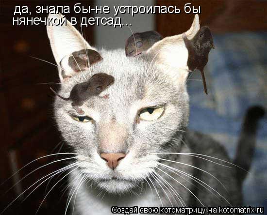 Котоматрица: да, знала бы-не устроилась бы нянечкой в детсад...
