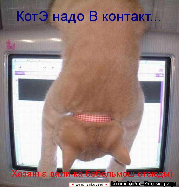 Котоматрица: КотЭ надо В контакт... Хазяина вали-ка бебельмеш отсюды)