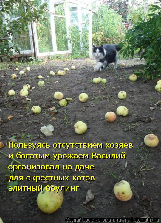 Пользуясь отсутствием хозяев и богатым урожаем Василий организовал на даче для окрестных котов элитн... Котоматрица: Пользуясь отсутствием хозяев и богатым урожаем Василий организовал на даче для окрестных котов элитный боулинг