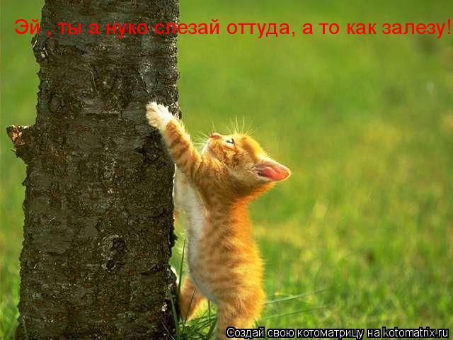 Котоматрица: Эй , ты а нуко слезай оттуда, а то как залезу!