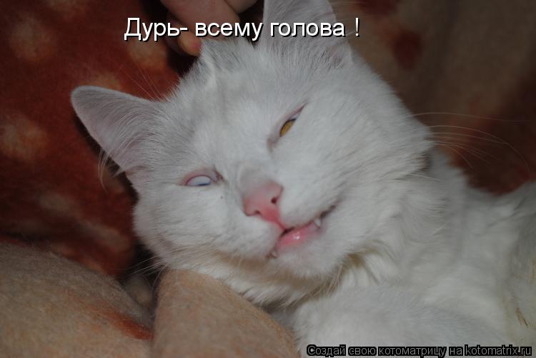 Котоматрица: Дурь- всему голова !