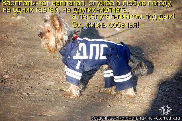 Котоматрица: Зарплаты-кот наплакал, служба в любую погоду,  на одних гавкай, на других-молчать,  а перепутал-пинком под дых! Эх, жизнь собачья!