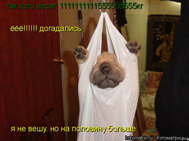 так кото весит 1111111111555555555кг я не вешу. но на половину больше ёёё!!!!!! догадались... Котоматрица: так кото весит 1111111111555555555кг я не вешу. но на половину больше ёёё!!!!!! догадались
