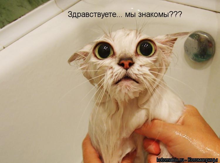 Котоматрица: Здравствуете... мы знакомы???
