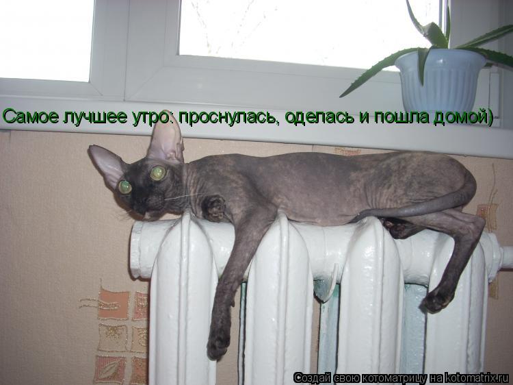 Котоматрица: Самое лучшее утро: проснулась, оделась и пошла домой) Самое лучшее утро: проснулась, оделась и пошла домой)