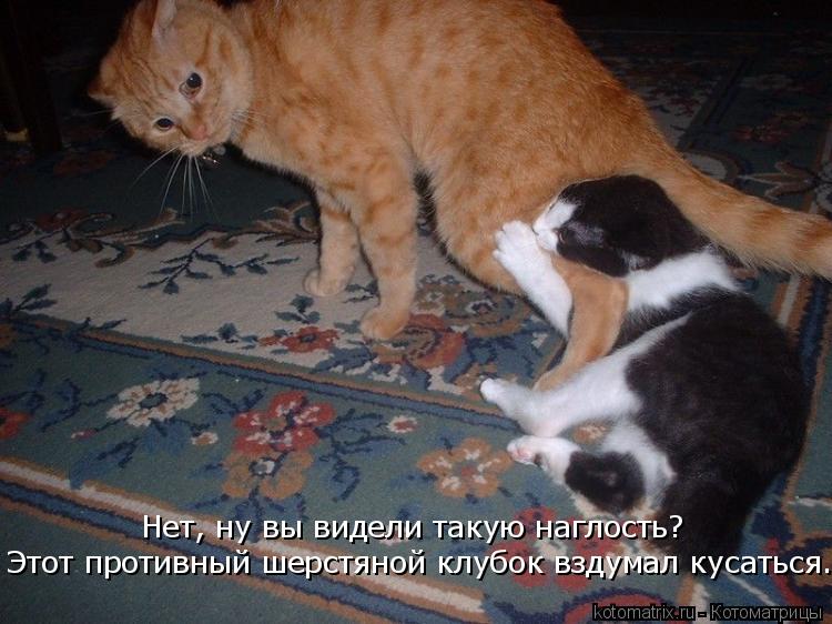 Котоматрица: Нет, ну вы видели такую наглость? Этот противный шерстяной клубок вздумал кусаться.