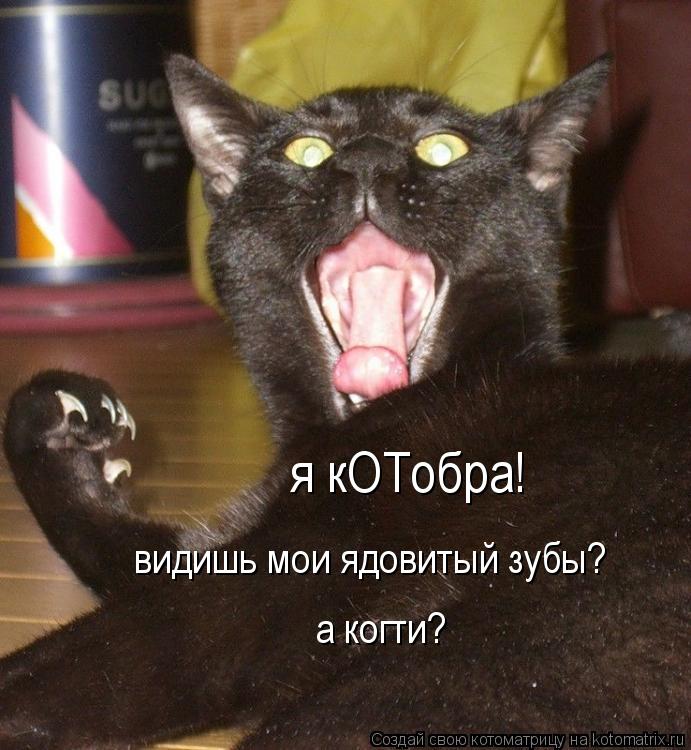 Котоматрица: я кОТобра! видишь мои ядовитый зубы? а когти?