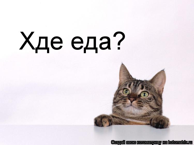Котоматрица: Хде еда?
