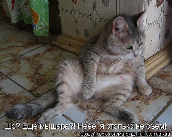 Котоматрица: Шо? Ещё мышара?! Неее, я столько не съем!