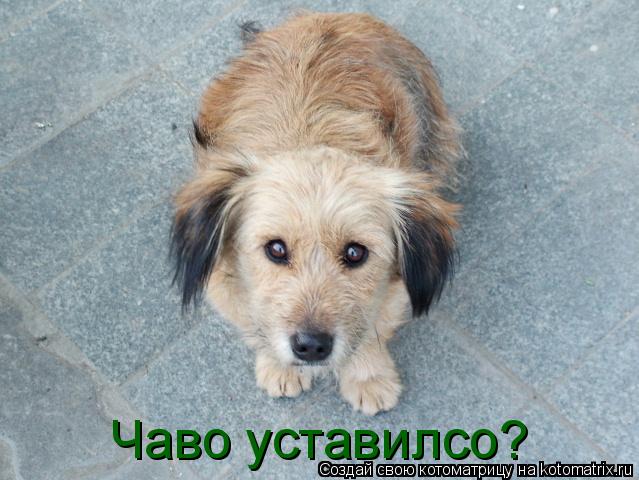 Котоматрица: Чаво уставилсо?
