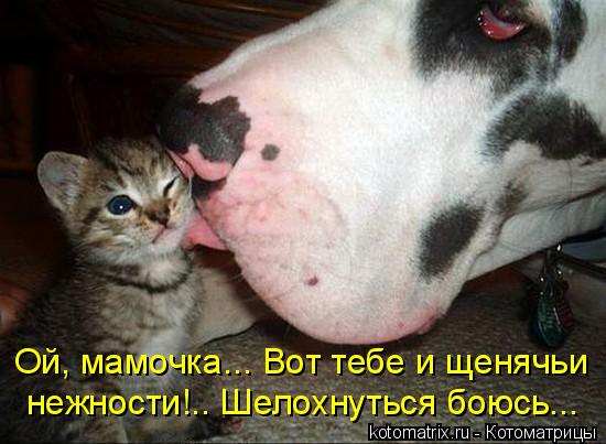 Ой, мамочка... Вот тебе и щенячьи нежности!.. Шелохнуться боюсь...... Котоматрица: Ой, мамочка... Вот тебе и щенячьи нежности!.. Шелохнуться боюсь...