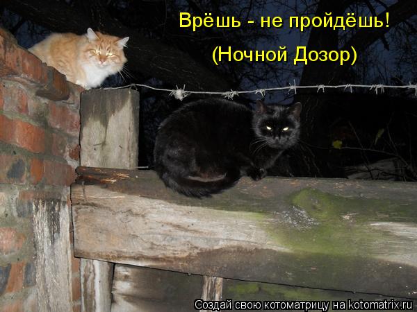 Котоматрица: Врёшь - не пройдёшь! (Ночной Дозор)