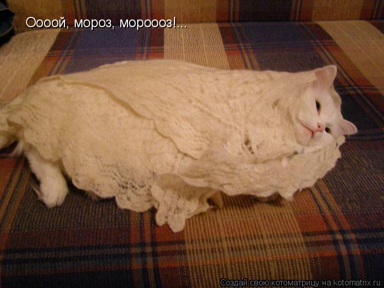 Оооой, мороз, мороооз!...... Котоматрица: Оооой, мороз, мороооз!...