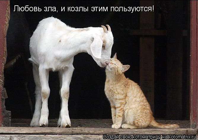 Любовь зла, и козлы этим пользуются!... Котоматрица: Любовь зла, и козлы этим пользуются!