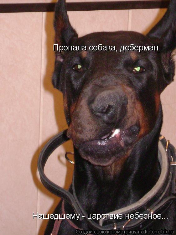 Котоматрица: Пропала собака, доберман. Нашедшему - царствие небесное...