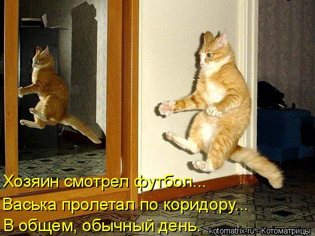 Котоматрица: Хозяин смотрел футбол... Васька пролетал по коридору... В общем, обычный день.