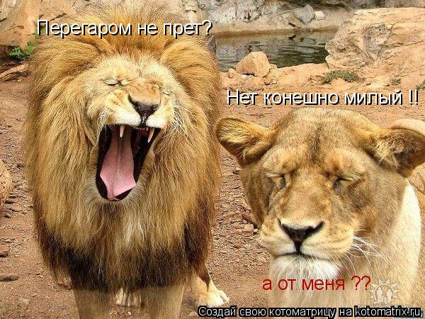 Котоматрица: Перегаром не прет? Нет конешно милый !! а от меня ??