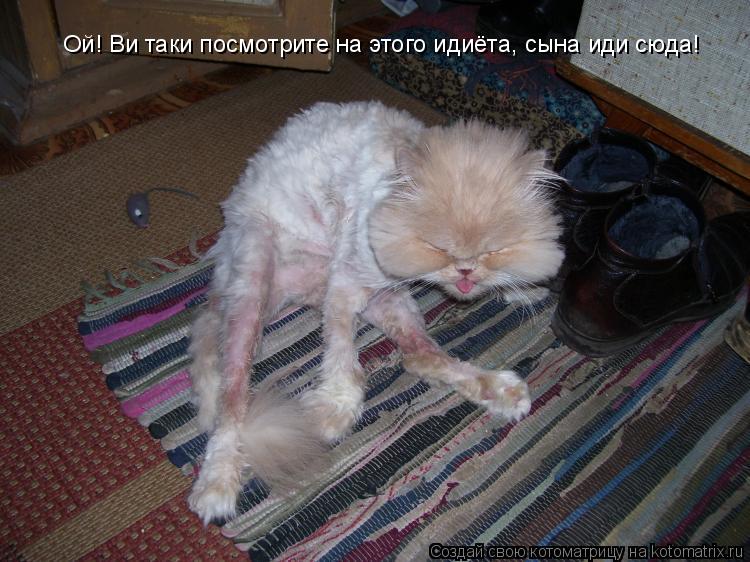 Котоматрица: Ой! Ви таки посмотрите на этого идиёта, сына иди сюда! Ой! Ви таки посмотрите на этого идиёта, сына иди сюда!