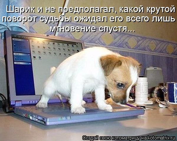 Шарик и не предполагал, какой крутой поворот судьбы ожидал его всего лишь мгновение спустя... поворот... Котоматрица: Шарик и не предполагал, какой крутой поворот судьбы ожидал его всего лишь мгновение спустя... поворот судьбы ожидал его всего лишь мгновени