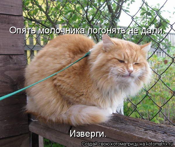 Котоматрица: Опять молочника погонять не дали. Изверги.
