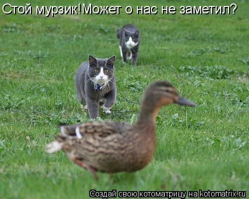 Котоматрица: Стой мурзик!Может о нас не заметил?