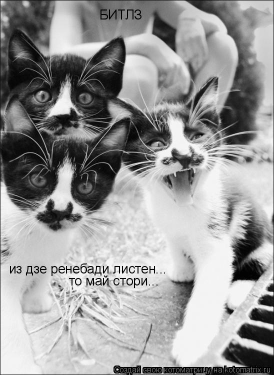 Котоматрица: БИТЛЗ из дзе ренебади листен...  то май стори...
