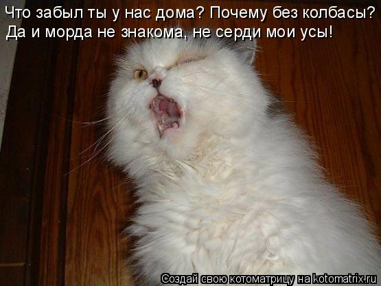 Котоматрица: Что забыл ты у нас дома? Почему без колбасы? Да и морда не знакома, не серди мои усы!