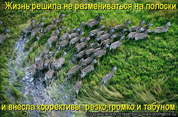 Жизнь решила не размениваться на полоски и внесла коррективы резко,громко и табуном.... Котоматрица: Жизнь решила не размениваться на полоски и внесла коррективы резко,громко и табуном.