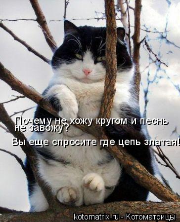 Котоматрица: Почему не хожу кругом и песнь  не завожу? Вы еще спросите где цепь златая!