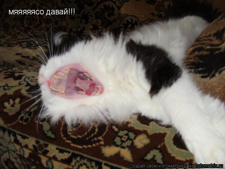 Котоматрица: мяяяяясо давай!!!