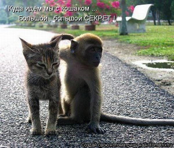 Котоматрица: Куда идём мы с кошаком ... Большой , большой СЕКРЕТ !