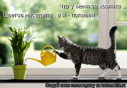Что у меня за хозяйка ... Цветов насадила , а я - поливай...... Котоматрица: Что у меня за хозяйка ... Цветов насадила , а я - поливай...