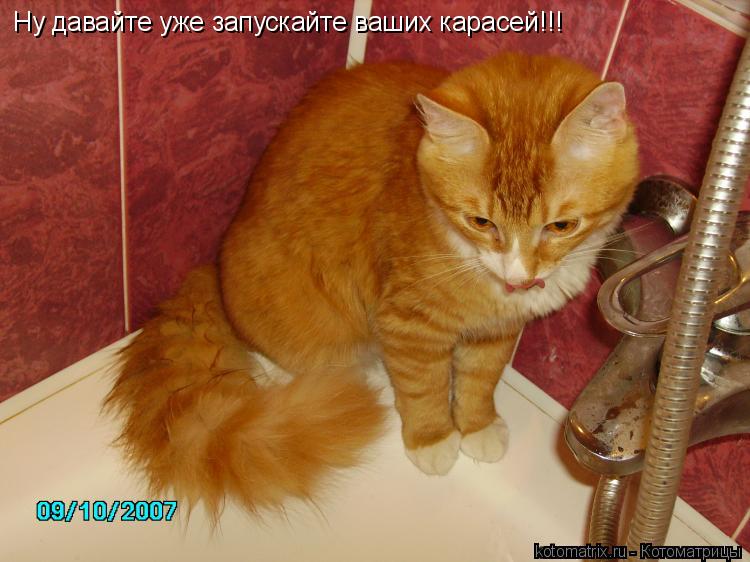 Ну давайте уже запускайте ваших карасей!!!... Котоматрица: Ну давайте уже запускайте ваших карасей!!!