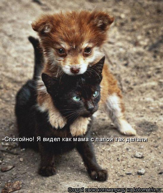 Котоматрица: -Спокойно! Я видел как мама с папой так делали