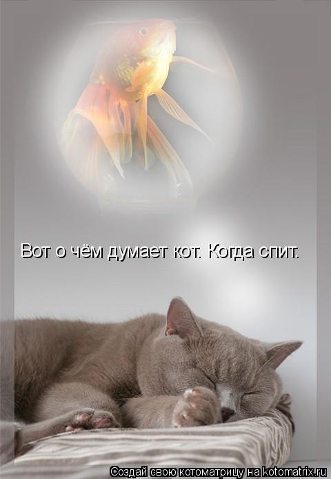 Котоматрица: Вот о чём думает кот. Когда спит.