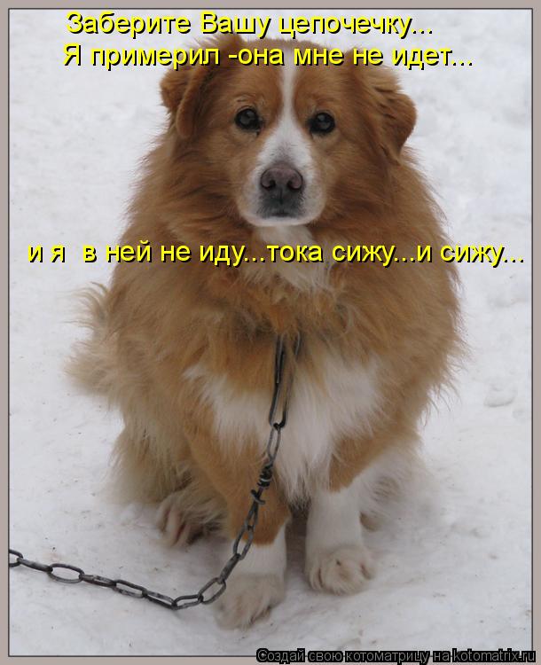 Котоматрица: Заберите Вашу цепочечку... Я примерил -она мне не идет... и я  в ней не иду...тока сижу...и сижу...